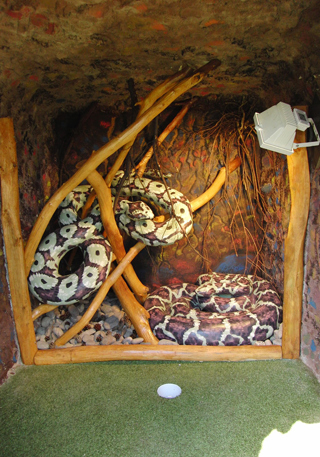 Snakes inside a cave at the golf course
